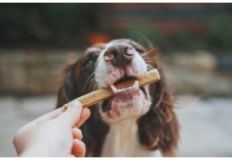 Purinarme Hundeernährung – was ist das?